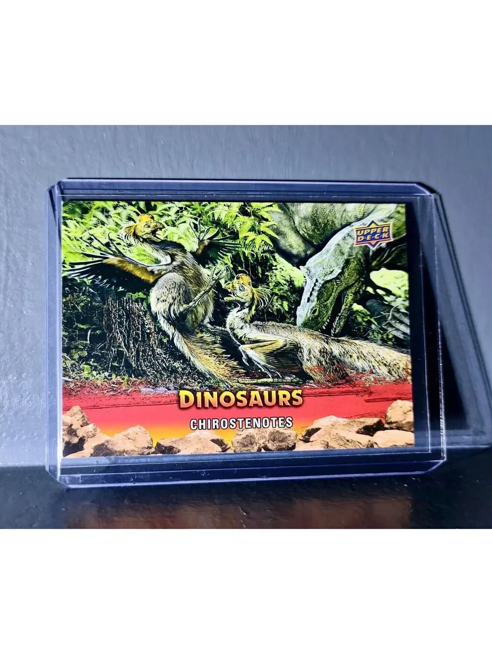 2015 Upper Deck Dinosaurs Chirostenotes Extinction Red Parallel #40 Card